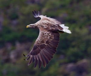 Бүргэд (Цагаансүүл нөмрөгбүргэд)